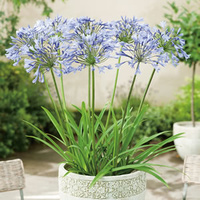 Agapanthus Praecox Tinkerbell 140mm