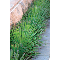 Twin Flower Agave - Agave Geminiflora 140mm