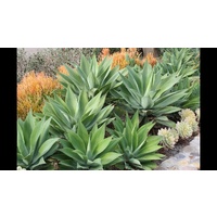 Agave - Agave Attenuata 150ltr