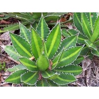 Agave univittata Splendida 300mm