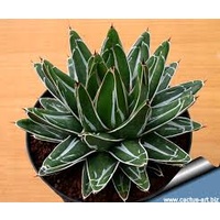 Agave Victoria-Reginea 200mm