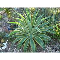 Agave el miradores gold 200mm