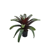 Bromeliad - Alcantarea Imperialis Silver plum 300mm