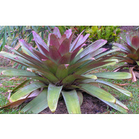 Bromeliad Rubra - Alcantarea imperialis Rubra 300mm