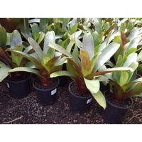 Bromeliad - Alcantarea Imperialis 200mm