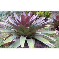 Bromeliad - Alcantarea Imperialis 300mm