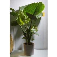 Elephant Ear Portodora - Alocasia Portodora 140mm
