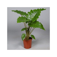Elephant Ear Portodora - Alocasia Portodora 200mm