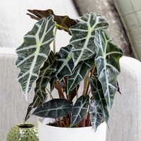 Elehant Ear Polly - Alocasia amozonica Polly 200mm