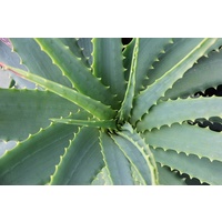 Aloe arborescens 300mm