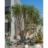 Aloe Tree - Aloe Barbarae 250mm
