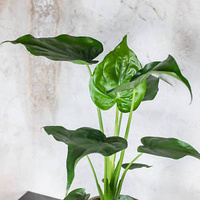 Buddhas Hand Elephant Ear - Alocasia cucullata 180mm