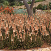 Aloe Hybrid Fairy Pink 2ltr