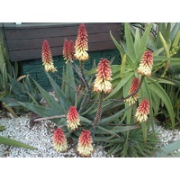 Aloe Hybrid Ivory Dawn 2ltr