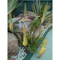 Aloe Hybrid Sparkler 2ltr