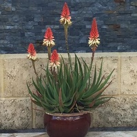Aloe Hybrid Venus 2ltr