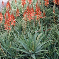 Aloe spinosissima 300mm