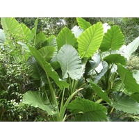 Giant Elephant Ear - Alocasia Macrorrhiza 300mm