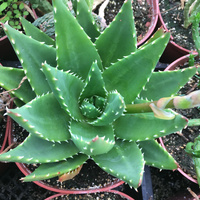Aloe nobilis 200mm