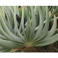 Fan Aloe - Aloe Plicatilis 200mm
