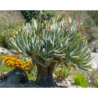 Fan-aloe - Aloe Plicatilis 300mm