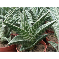 Tiger Aloe - Aloe variegata 200mm