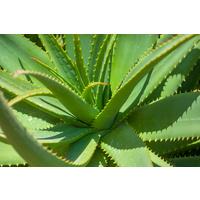 Aloe Vera 200mm