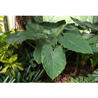 Elephant Ear - Alocasia Wentii 400mm