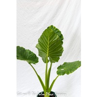 Giant Elephant Ear - Alocasia Macrorrhiza 400mm