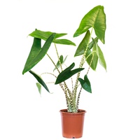 Alocasia Zebrina 130mm