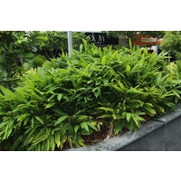 False Cardamom Ginger - Alpinia Mutica 300mm