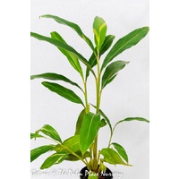 Ginger variegated - Alpinia Zerumbet Variegata 200mm