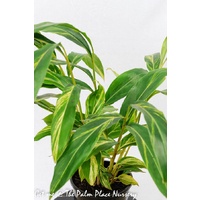Ginger variegated - Alpinia Zerumbet Variegata 250mm