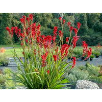 Kangaroo Paw - Anigozanthos 140mm