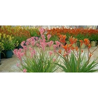 Kangaroo Paw - Anigozanthos assorted 200mm 