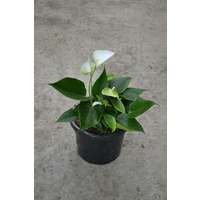 Anthurium Eudlo 180mm