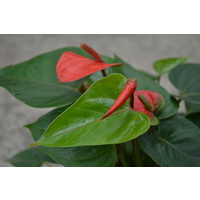 Anthurium Orangina 180mm