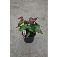 Anthurium Dynamite Red 180mm