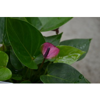 Anthurium Baby Purple 180mm