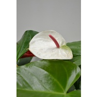 Anthurium White Success 180mm