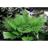 Upside down plant - Aracgnoides standishii 130mm