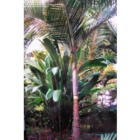 Mt Lewis Palm - Archontophoenix purpurea 300mm