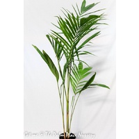 Bangalow Palm - Archontophoenix cunninghamiana 200mm