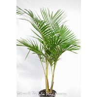 Bangalow Palm - Archontophoenix cunninghamiana 250mm