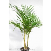 Bangalow Palm - Archontophoenix cunninghamiana 300mm