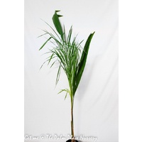 Cocos Palm - Arecastrum Romanzoffianum 200mm