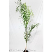 Cocos Palm - Arecastrum Romanzoffianum 250mm