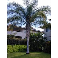 Cocos Palm - Arecastrum Romanzoffianum 45ltr/400mm