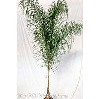 Cocos Palm - Arecastrum Romanzoffianum Large 300mm