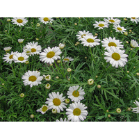 Arguranthemum Sassy Daisy 200mm